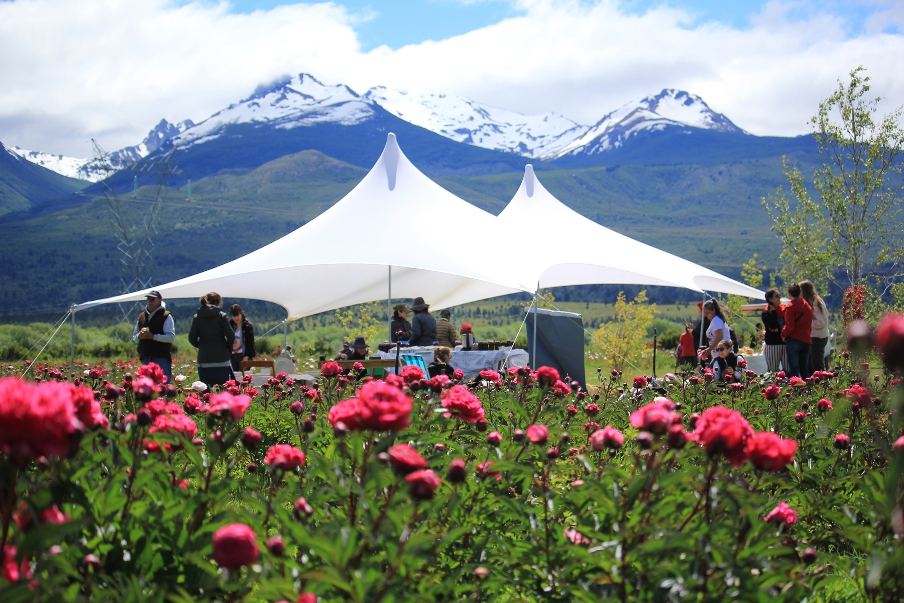 Fiesta de los Tapices 2025 - Dragones entre Peonías