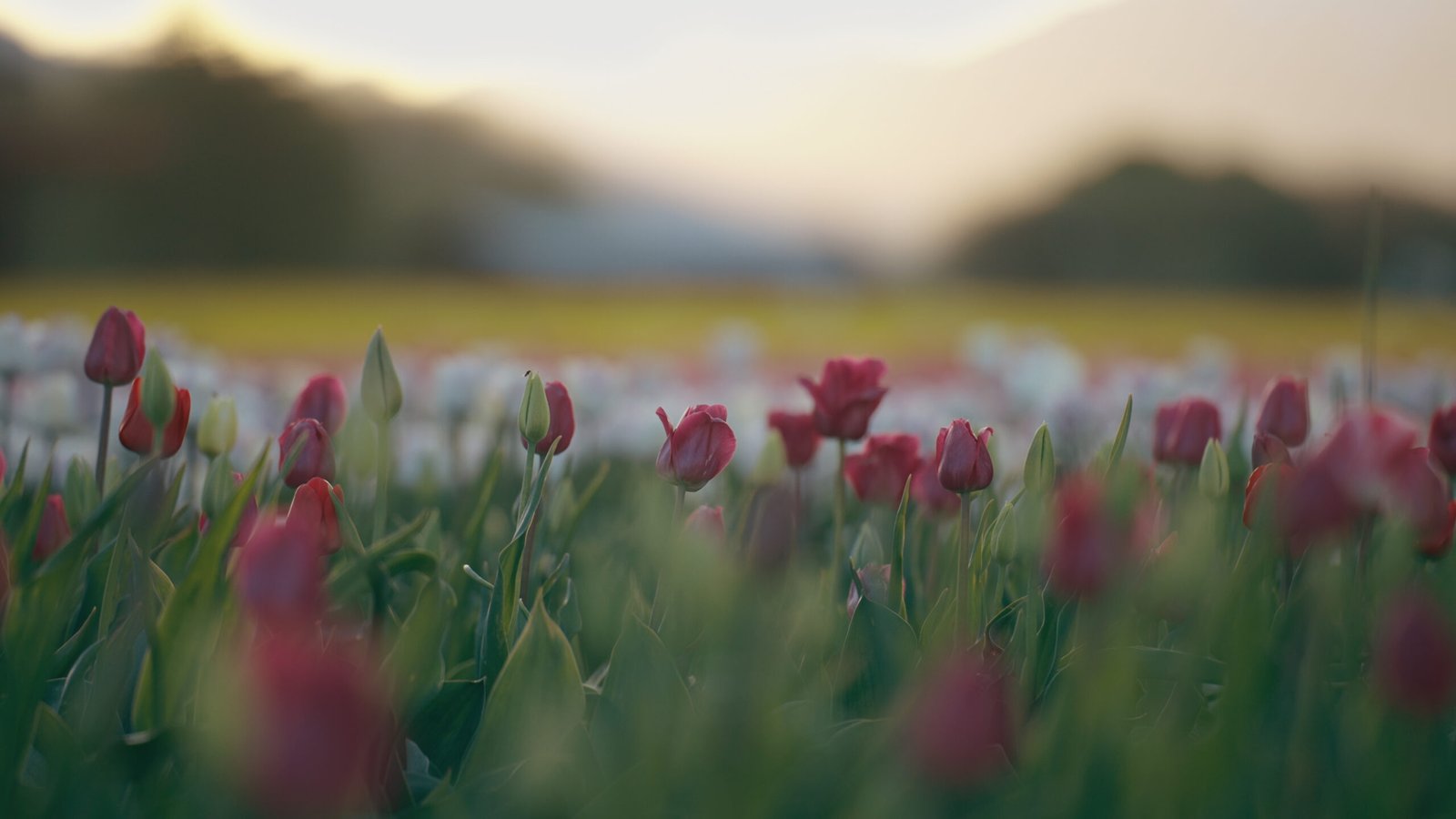 Trevelin en primavera
